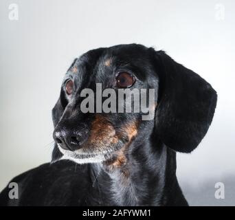 An old Miniature Dachshund portrait against a white background. Stock Photo