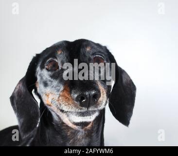 An old Miniature Dachshund portrait against a white background. Stock Photo