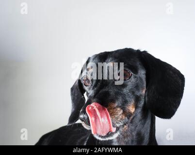 An old Miniature Dachshund portrait against a white background. Stock Photo