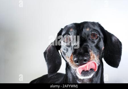 An old Miniature Dachshund portrait against a white background. Stock Photo