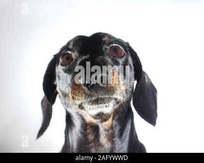 An old Miniature Dachshund portrait against a white background. Stock Photo