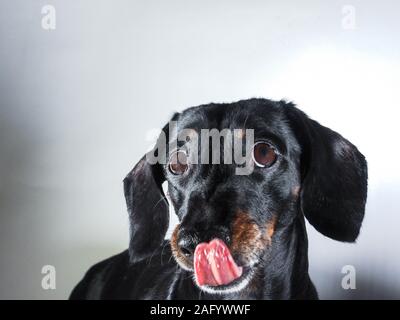 An old Miniature Dachshund portrait against a white background. Stock Photo