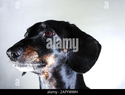 An old Miniature Dachshund portrait against a white background. Stock Photo