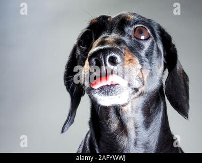 An old Miniature Dachshund portrait against a white background. Stock Photo