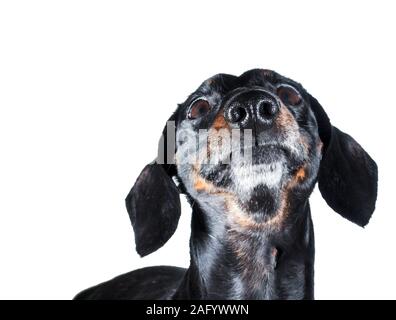 An old Miniature Dachshund portrait against a white background. Stock Photo