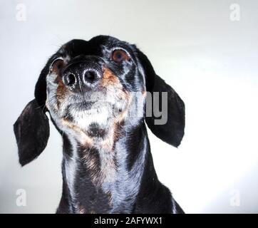 An old Miniature Dachshund portrait against a white background. Stock Photo