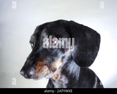 An old Miniature Dachshund portrait against a white background. Stock Photo