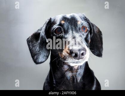 An old Miniature Dachshund portrait against a white background. Stock Photo