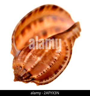 Ventral Harp shell (Harpa cabriti / Harpa ventricosa) Stock Photo