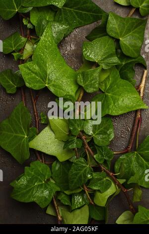 Part of a wet ivy on a metal wall in a top view Stock Photo
