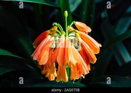 Close up view of Clivia Nobilis, green-tip forest lily, is a species of flowering plant in the genus Clivia, of the family Amaryllidaceae, native to S