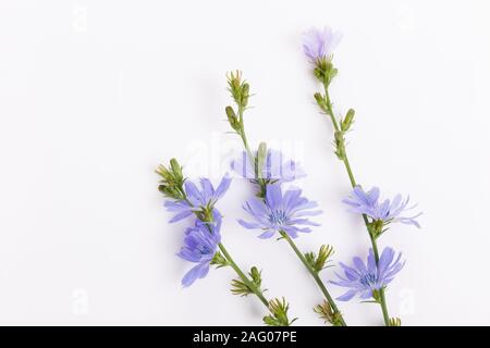 Cichorium intybus - common chicory flowers isolated on the white background Stock Photo