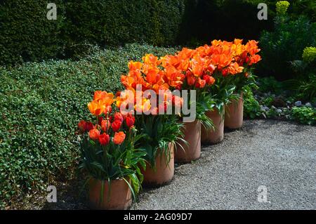 Five Round Terracotta Flowerpots of Red,Orange & Yellow Tulips on Display at RHS Garden Harlow Carr, Harrogate, Yorkshire. England, UK Stock Photo