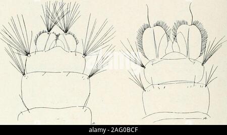 . Report. Fig. 10. The four figures of the paddles of Erctinopodites are  those ofquingtieinttatus {¥g. i),chnsogastej {¥g. 12), draauncr {¥g. 13),  andan undetermined specimen (Fig. 14). The heavily fringed paddles ofthe  last three specimens, together with the