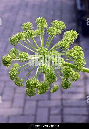 Angelica archangelica (Garden Angelica, Wild Celery, Norwegian Angelica) grown at RHS Garden Harlow Carr, Harrogate, Yorkshire. England, UK. Stock Photo