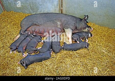 Berkshire Sow and Piglets in Pen, Edenbridge and Oxted Country Show, Near Lingfield, Surrey Stock Photo