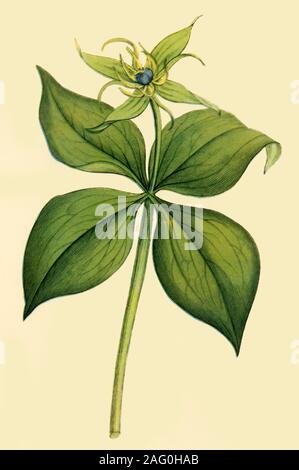 'Herb Paris', late 18th-early 19th century, (1944). Botanical illustration from &quot;English Botany&quot; by James Sowerby. Published in &quot;Wild Flowers in Britain&quot;, by Geoffrey Grigson. [Collins, London, 1944] Stock Photo