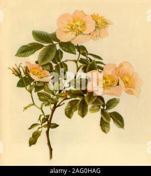 'Dog Rose', c1890-1908, (1944). Botanical illustration from &quot;The Genus Rosa&quot; by Ellen Willmott. [1910-1914]. Published in &quot;Wild Flowers in Britain&quot;, by Geoffrey Grigson. [Collins, London, 1944] Stock Photo