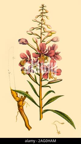 'Rosebay Willowherb', late 18th-early 19th century, (1944). Botanical illustration from &quot;English Botany&quot; by James Sowerby. Published in &quot;Wild Flowers in Britain&quot;, by Geoffrey Grigson. [Collins, London, 1944] Stock Photo