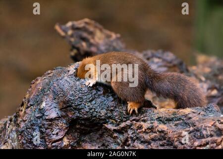 A Eurasian red squirrel (Sciurus vulgaris) with its head in side a hollow log looking for stored nuts. Stock Photo