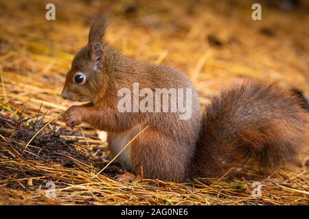 The Red squirrel (Sciurus vulgaris) has orange-red fur, but can vary in colour, ranging from vivid ginger to dark brown. Stock Photo