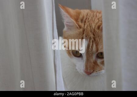 Little cat hidden behind curtains vicious look rasqual Stock Photo