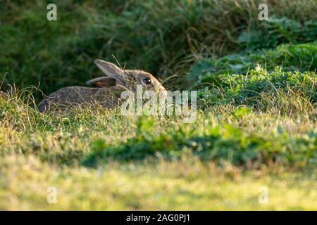 A Wild Rabbit (Oryctolagus cuniculus) Lying in the long grass at the entrance to its warren Stock Photo