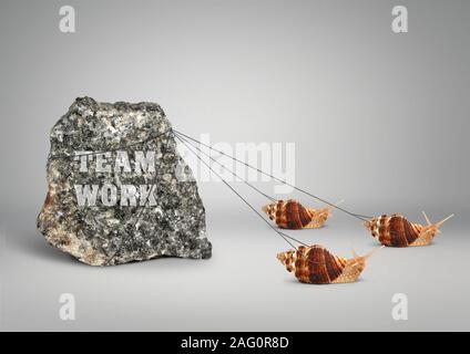 Teamwork concept, group of snails pulling stone Stock Photo