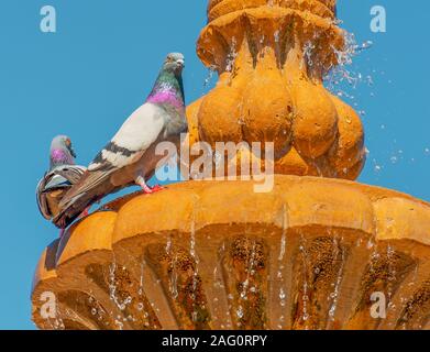 Two pigeons perch on edge of a waterfountain under blue skies Stock Photo