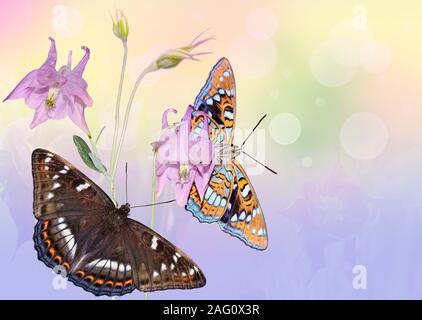 Artistic image of two butterflies limenitis populi sitting on pink aquilegia flowers. Coloring the upper and lower sides of the butterfly wings. Soft Stock Photo