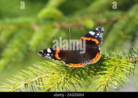 Red Admiral butterfly (Vanessa atalanta) perched on branch of conifer. Tipperary, Ireland Stock Photo