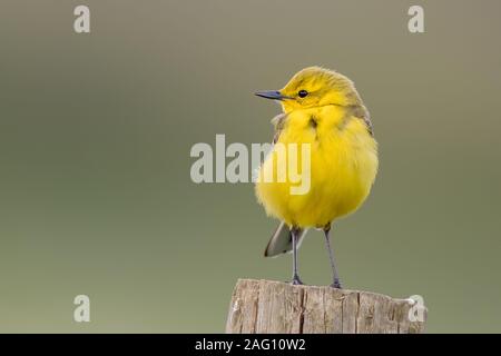 Yellow Wagtail Perched Stock Photo