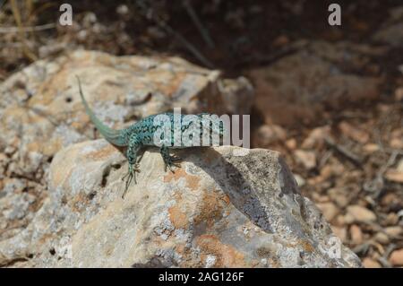 Lizard sitting on stone in Formentera Stock Photo