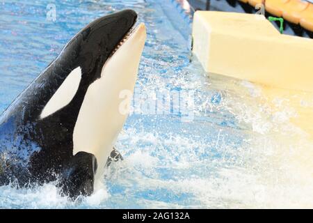 Close up of a killer whale (orcinus orca) performing in a whale show Stock Photo