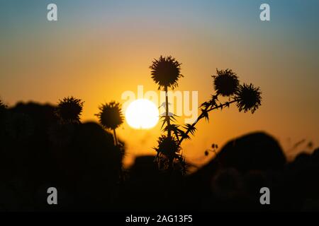 Thistle dried and dead silhouetted by rising sun in typically Mediterranean scene. Stock Photo