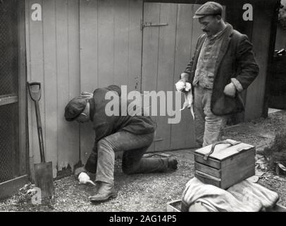 Early 20th century vintage press photograph - men catching rats with ferrets Stock Photo