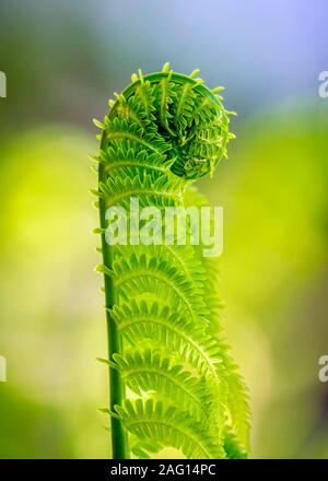 Fiddlehead, close up, Manitoba, Canada. Stock Photo