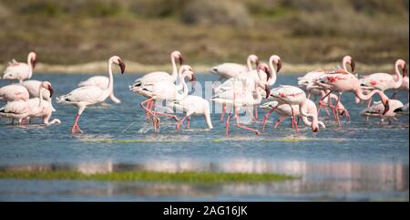 Greater Flamingoes (Phoenicopterus roseus) closeup showing them wading and walking in  shallow lagoon water in Spring at West Coast national park Stock Photo