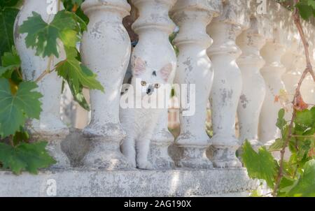 Funny white cat kitten with unique black fur markings and van patterns sitting between balusters, looking curiously with yellow eyes, Crete, Greece