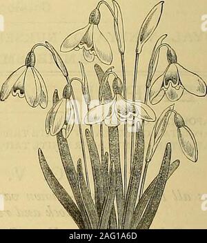 . The Gardeners' chronicle : a weekly illustrated journal of horticulture and allied subjects. Stock Photo