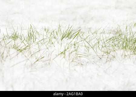 Green grass under white snow. Springtime background. First grass covered with snow. First snow on the grass. Stock Photo