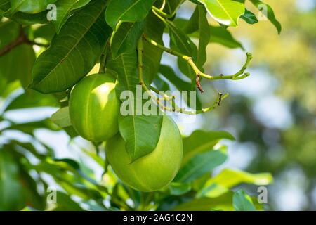 Sea mango Hall Ratchamongkhon Suan Luang Rama 9 Park and Botanical Garden is the largest in Bangkok Thailand Stock Photo