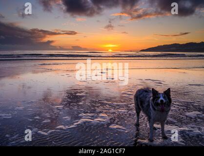 Charmouth,  Dorset, UK. 17th December 2019. UK Weather: A dog enjoys an evening walk on the beach at sunset.  The beautiful colours in the sky are reflected in the wet sand at low tide as the sun sets over the horizon near Charmouth at the end of a winter's day.   Credit: Celia McMahon/Alamy Live News.