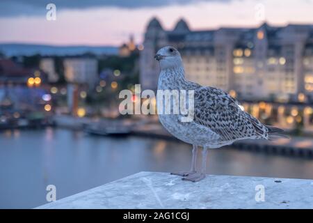 seagull and city lights from Opera theater railing on  flat roof at dusk, shot under dusk cloudy bright summer light  at Oslo, Norway Stock Photo