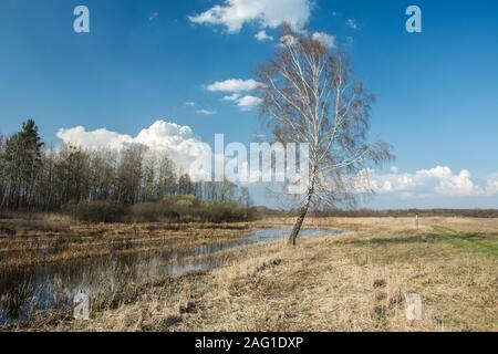 Birch tree growing in a swampy meadow, horizon and white clouds on blue sky - nice sunny day Stock Photo