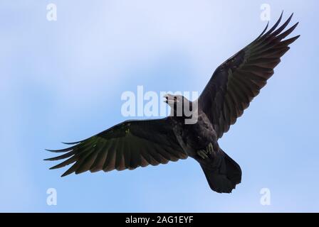 Immature Common Raven cries and flies in blue sky with stretched wings and tail and open beak Stock Photo