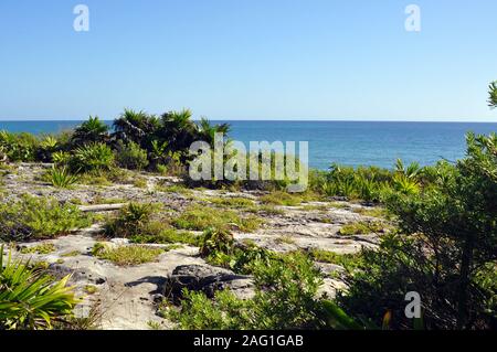 Blue Sky and the Ocean with Rocks and Vegetation in the foreground. Stock Photo