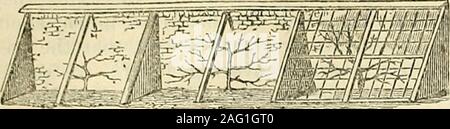 . The Annals of Horticulture and Year-Book of Information on Practical Gardening. the saving of bearing branches,the removal of old barren ones, the neat anduniform disposal of those that are to remain,so that they be not in each others way, andfastening the young wood with its fruit, so asto derive support without being in any waycramped. The borders should be well drained ;the soil as directed for pots; the trees plantedwith the collar close to the surface. Whenplanted against a south wall, the plants shouldbe dwarf, and the nearer they are trained tothe ground, the better. The glass should Stock Photo