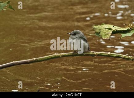 Cassin's Honeybird (Prodotiscus insignis insignis) adult perched on branch over stream  Queen Elizabeth National Park, Uganda              November Stock Photo
