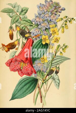 . The Annals of Horticulture and Year-Book of Information on Practical Gardening. Stock Photo